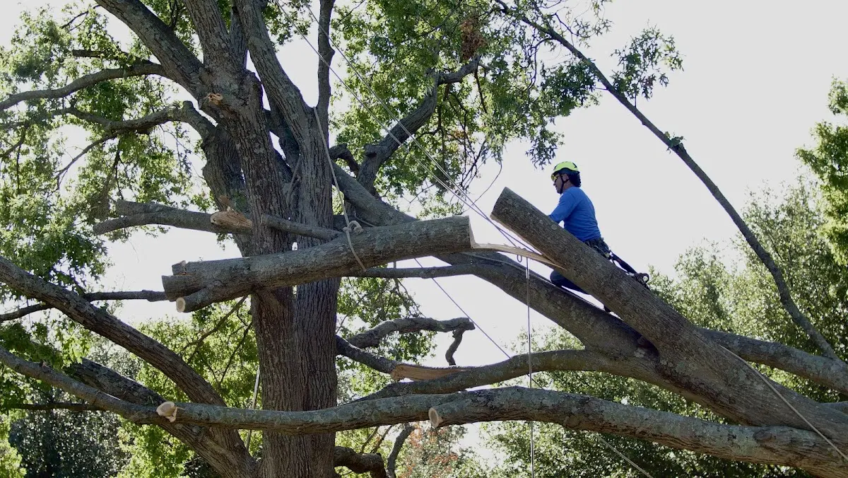 Professional Crown Thinning performed by certified arborists in Allen