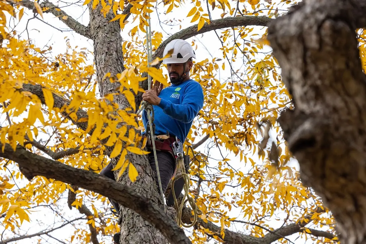 Skilled Dead Tree Removal crew working in Allen