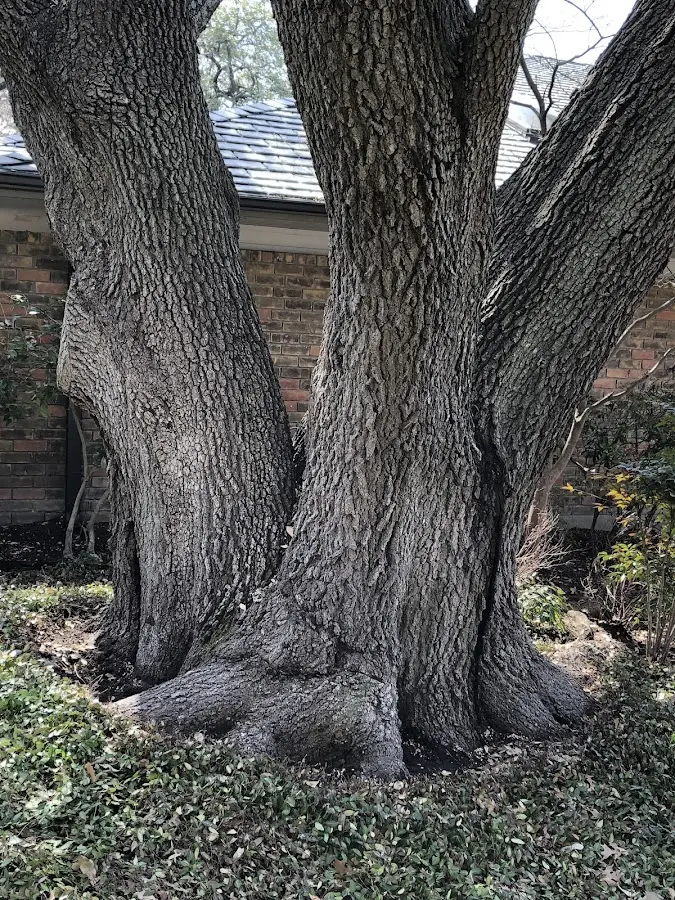 Mature heritage tree close to a Allen property cared for by certified arborists